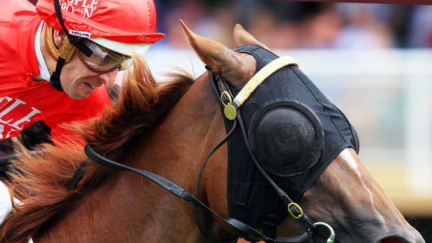 Honest campaigner &#8230; Hot Snitzel lines up at Rosehill in tomorrow's Hobartville Stakes.