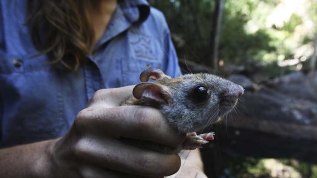 In good hands ... one of the golden-backed tree rats that the Australian Wildlife Conservancy wants to ensure have a long and secure future.