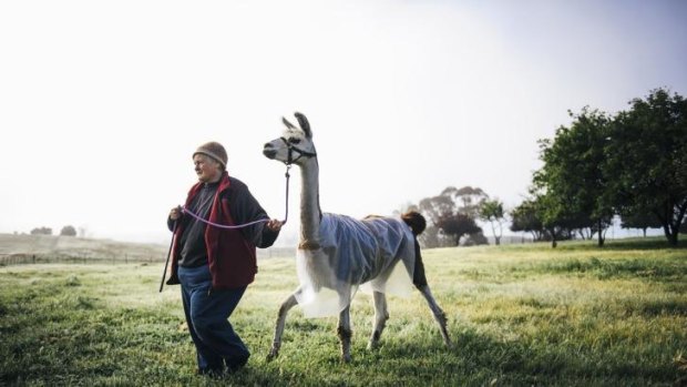 Owner of Alpaca Magic at Sutton, Glynda Bluhm, with an llama wearing a bubble-wrap jacket to keep warm in the frost.