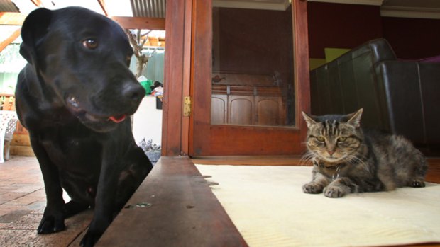Rufus the dog and Murphy the cat.
