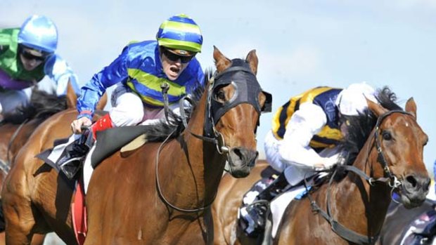 Craig Williams urges Moudre past the weakening My Bentley and on to victory in the Queen's Cup at Flemington yesterday.