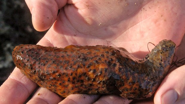 Overfished: Sea cucumbers are a delicacy in China. 