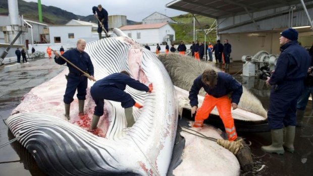 Giants of the deep: Icelandic whalers cut open a 35-tonne fin whale, caught off the coast of Hvalfjsrour, north of Reykjavik.