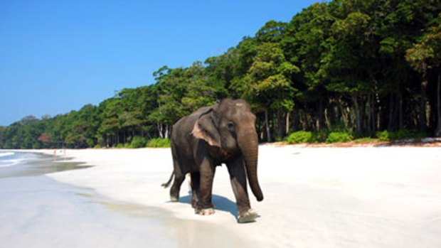 Havelock Island elephants are a throwback to colonial days.
