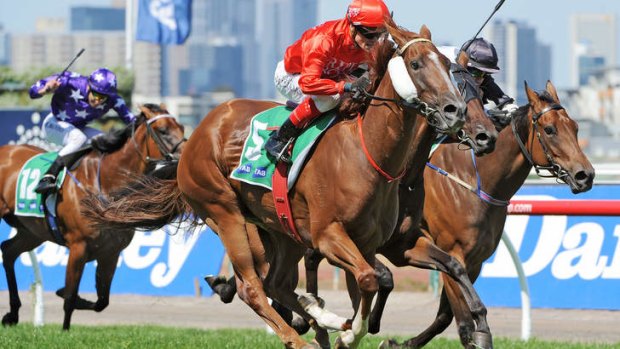 Hard and fast: Flying Snitzel looks well placed in the Scone Guineas - if the track is firm.