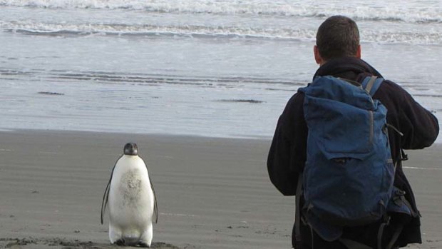 Miles from home ... this penguin has ended up on a New Zealand beach.
