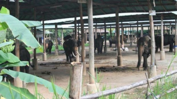 An elephant camp in Chiang Mai province, Thailand, that is home to seven illegally caught elephants. 