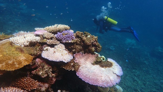 Bleaching corals display vivid fluorescent colours before turning completely white.