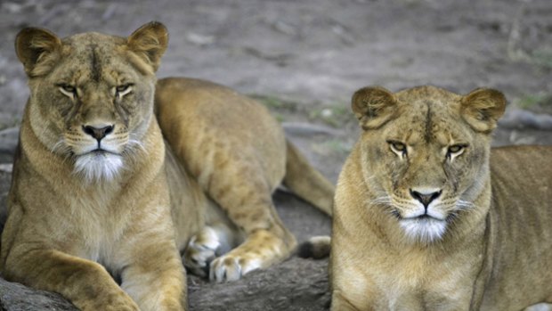 Bing, left, and Jamelia, right, at Mogo Zoo. Jamelia was shot dead by staff after escaping from her enclosure.