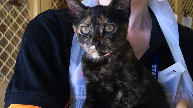 Kiki appears fine since her flame-torch ordeal but the Cat Haven is still trying to reunite her with her owners.