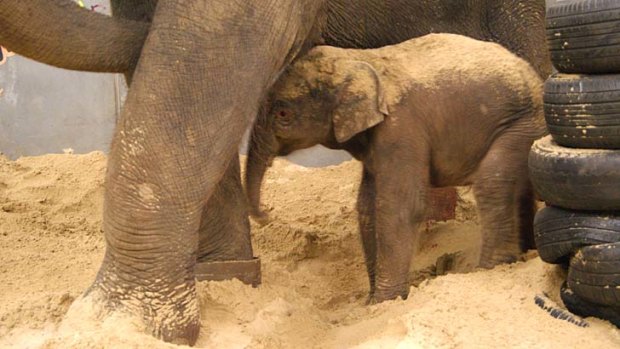 The newborn elephant at Melbourne Zoo.