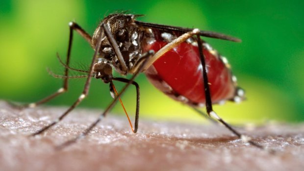 Dengue fever infects up to 100 million people worldwide each year and kills 25,000.