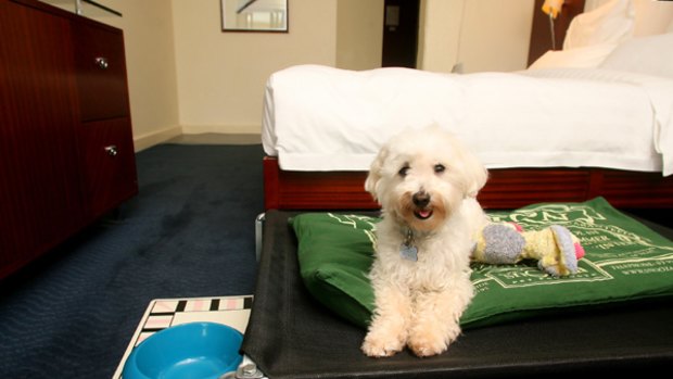 Pampered dog's life ... a trampoline bed for pets.