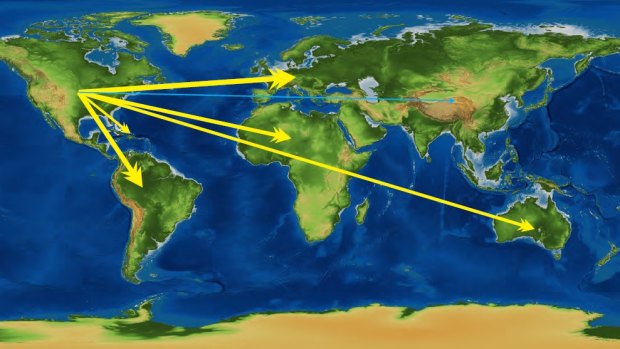 The infection mostly spread outward from North America to the rest of the world. Yellow arrows indicate strong links.