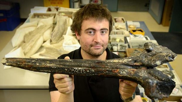 Mystery of the deep: Palaeontologist Erich Fitzgerald with the fossilised whale skull.