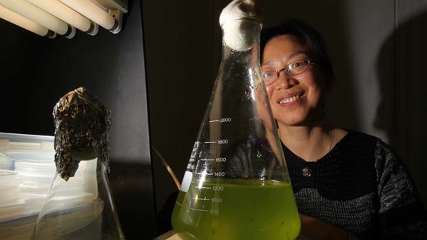 The secret life of bacteria &#8230; Associate Professor Min Chen, pictured in her laboratory at the University of Sydney, has won the Science Minister's Prize for Life Scientist of the Year.