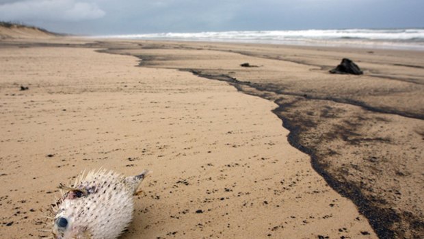 A dead blowfish lies among the oil on Marcoola Beach on the Sunshine Coast.