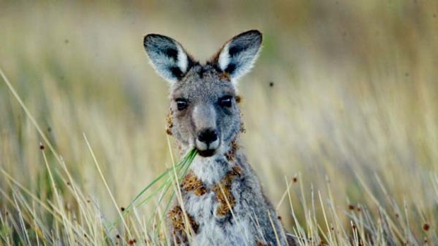 Marsupial myth . . . kangaroos rarely compete for food with livestock.