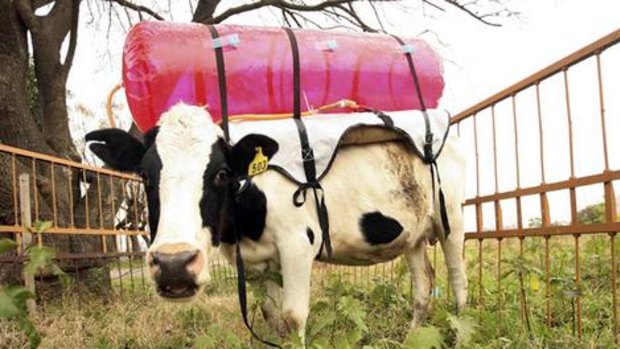 Fighting global warming ... scientists have strapped plastic tanks to the backs of cows to measure their burps.