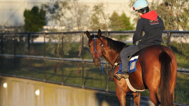 "I am making it very clear right now that if the track is rain-affected and I feel she will not be suited she will come out,’’ Trainer Mark Kavanagh.