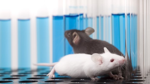 Researchers have implanted false memories into the brains of mice.