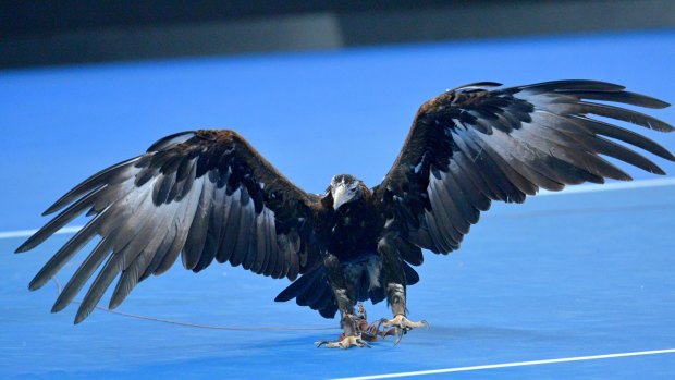 Wedge-tailed eagle Oorik on Margaret Court Arena. The raptor is employed to scare away other birds making a pest of themselves.