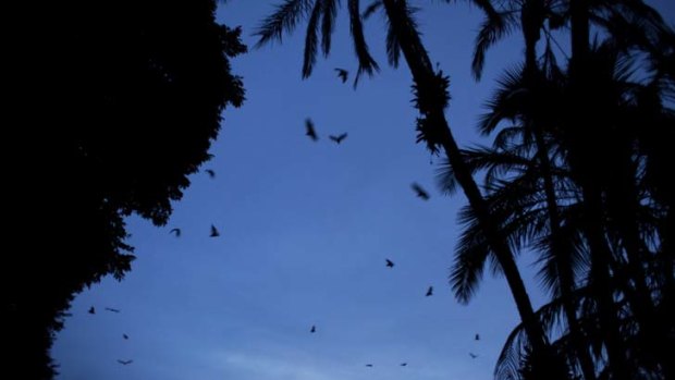 Night moves ... the flying fox colony which settle in the Botanic Gardens.