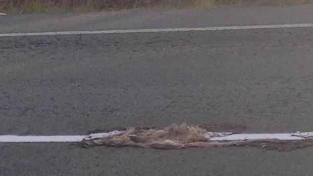 Road workers painted over this dead animal when remarking the centre line on the Mt Lindesay Highway.
