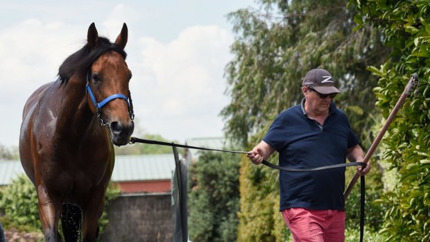 Lee Freedman takes Our Ivanhowe for a swin at Flemington Racecourse.