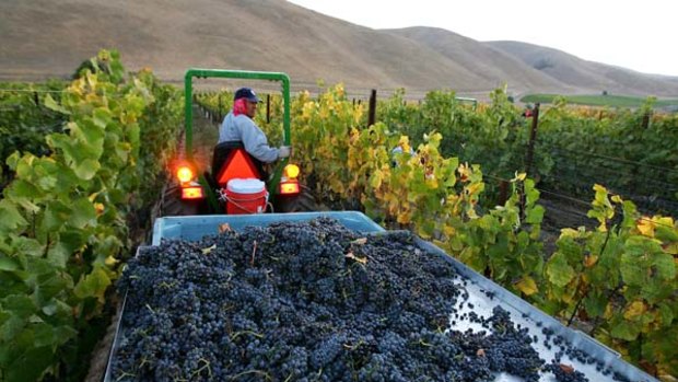 Fruits of labour ... the pinot noir harvest in Santa Maria.