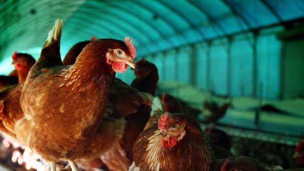 "Now, eggs and chickens are produced on an industrial scale, mostly in caged conditions that consumers would rather not see."