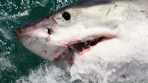 Just how many great white sharks are there?