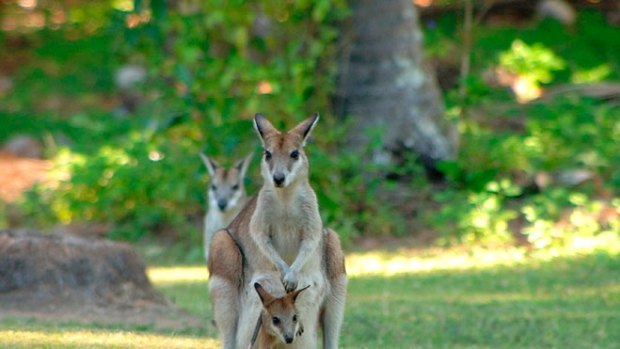 A cull of of agile wallabies will go ahead at Mission Beach.