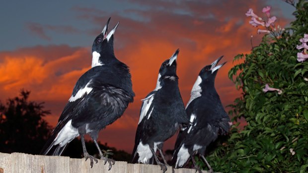 Three Magpies at Sunset, by Daneye,  was the Category B runner up in the Animals in the Wild 2015 photo competition. 