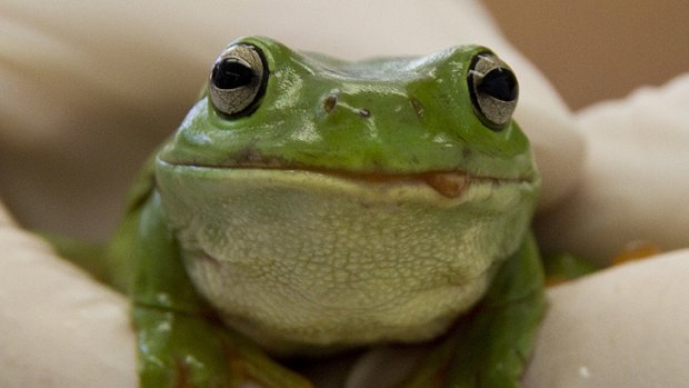 Omo the frog recovers in Currumbin Wildlife Sanctuary hospital after surviving a swim in a washing machine.