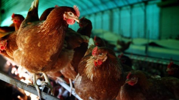 ACCC chairman Rod Sims said credence claims such as 'free range' were "powerful tools for businesses to distinguish their products".