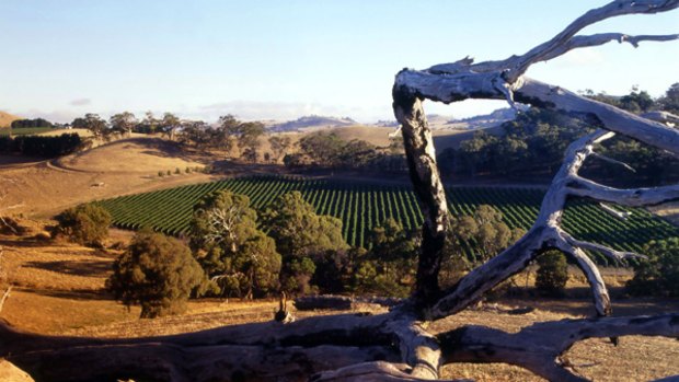 Oasis ... Shelmerdine vineyards outside Tooborac.