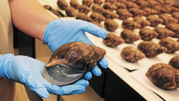 Slow snack ... A customs official holds a single snail from an air cargo shipment of 67 live snails that arrived at Los Angeles International Airport on July 1.