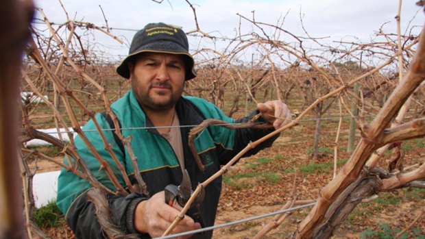 Mildura grape grower Cosi Cirillo says raising the cap on trading irrigation water will shift wealth up and down the Murray River.