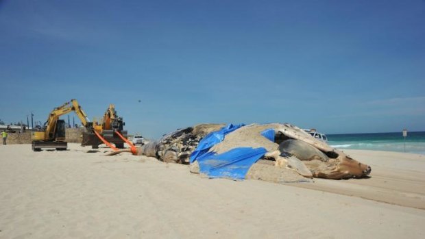 The effort to remove a whale carcass at Scarborough Beach has stretched into two days.