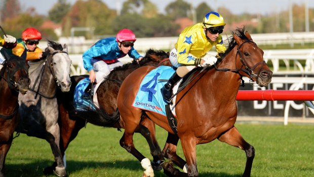 Trying times: Midsummer Sun hasn't won since his Gosford Cup triumph last year, a crown he will defend on Friday.