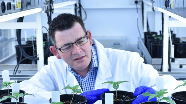 Premier Daniel Andrews says changes to medicinal cannabis legislation are long overdue.