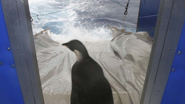 Happy Feet contemplates the slide  into the Southern Ocean.