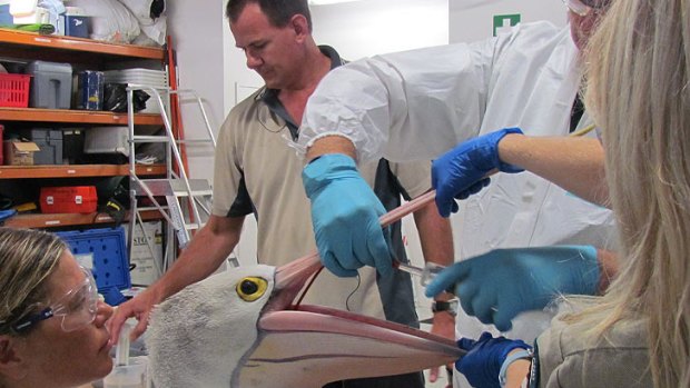 DERM staff help clean up an oil-affected pelican picked up near the Brisbane River.