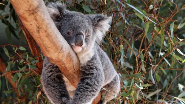 Endangered ... an environmental group says wood used to make Harvey Norman's ''Natural Australian'' flooring range is putting koalas at risk of extinction.