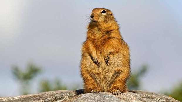 Endearing ... the sik-sik squirrel moves at incredible speed.