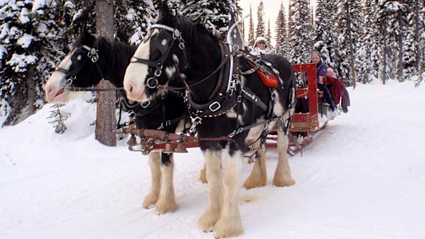 The horses at Big White.