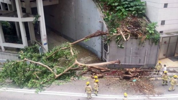 The fallen tree that killed 37-year-old Zhang Qin.