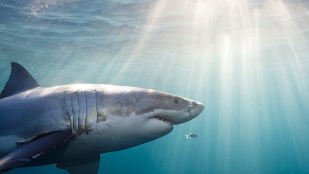 Great white sharks are still protected species 