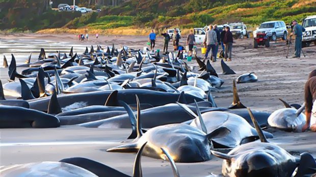 Rescuers try to keep whales and dolphins alive in a bid to get them back out to sea.